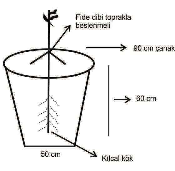 ceviz fidanı dikimi